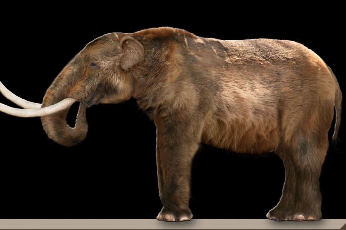 Vs mammoths mastodons extinct